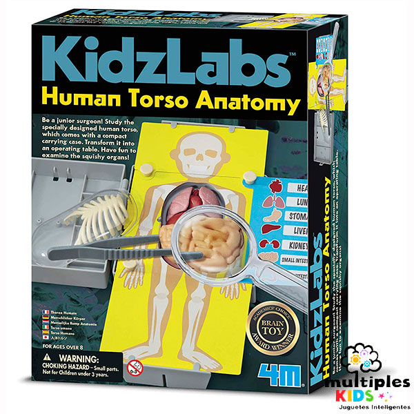Human Torso Anatomy